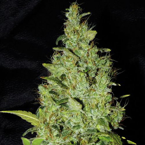 Astro AK Express Feminised by BullySeeds  