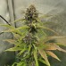 Семена конопли Auto LSD Feminised