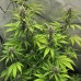Семена конопли Auto LSD Feminised