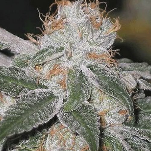 Fast Widow Express Feminised by BullySeeds