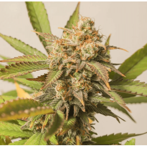 Chemdawg Feminised