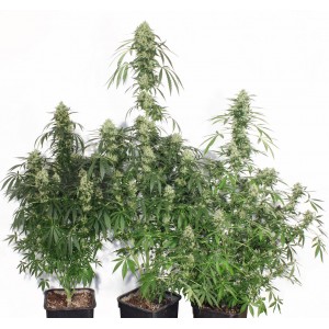 Crop Champ Express Feminised by BullySeeds