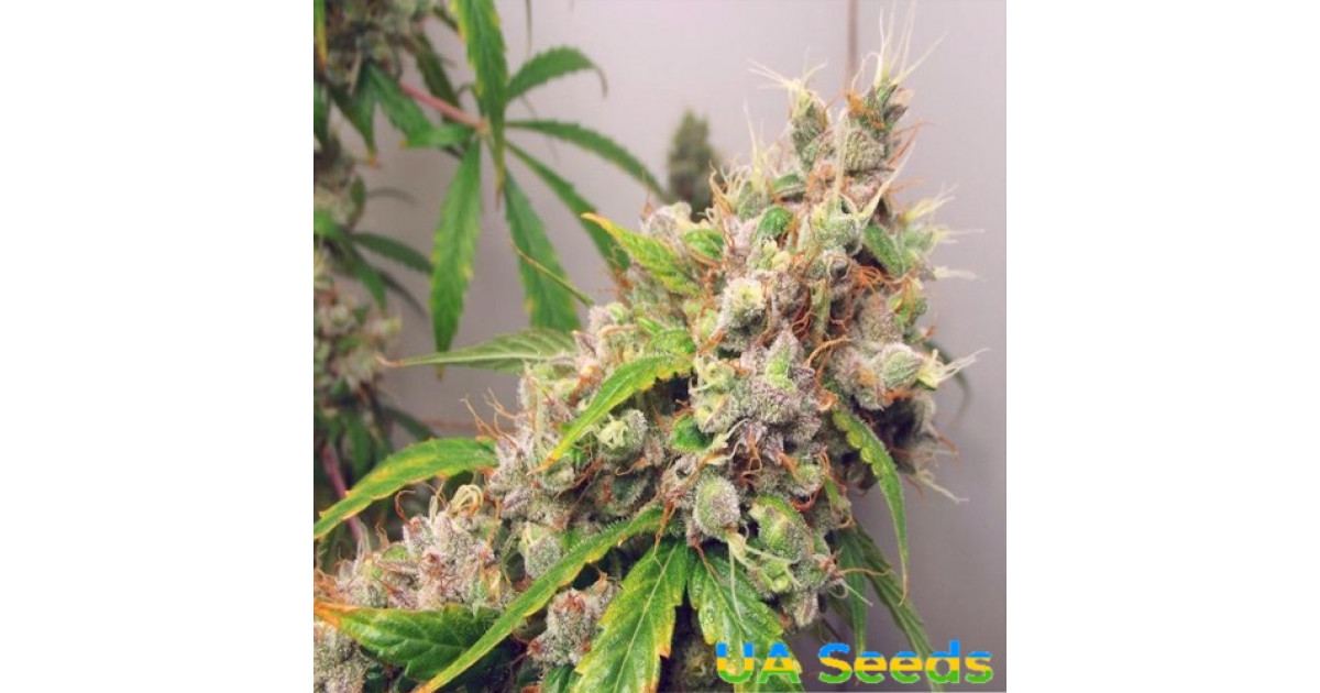 Семена конопли Auto Euphoria (Авто Эйфория) купить каннабис вида