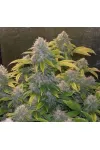 Auto Bruce Banner Feminized