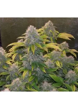 Auto Bruce Banner Feminized