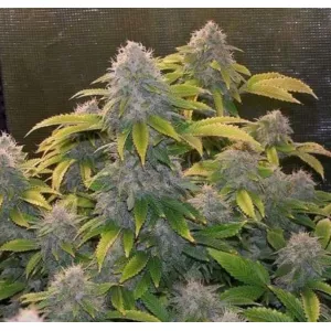 Auto Bruce Banner Feminized