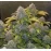 Auto Bruce Banner Feminized