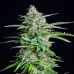 Насіння конопель Auto Overdose Feminised
