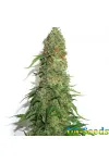 Jamaica Sativa Feminised
