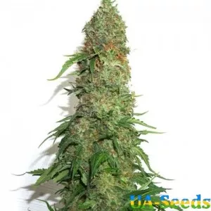 Jamaica Sativa Feminised