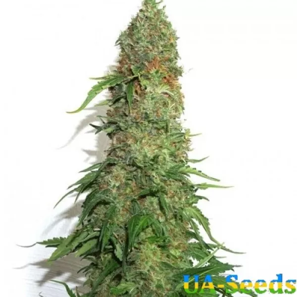 Насіння конопель Jamaica Sativa Feminised