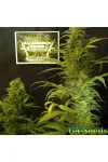 Power Russian Feminised Kalashnikov Seeds Power Russian Feminised Kalashnikov Seeds