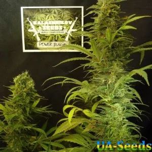 Power Russian Feminised Kalashnikov Seeds