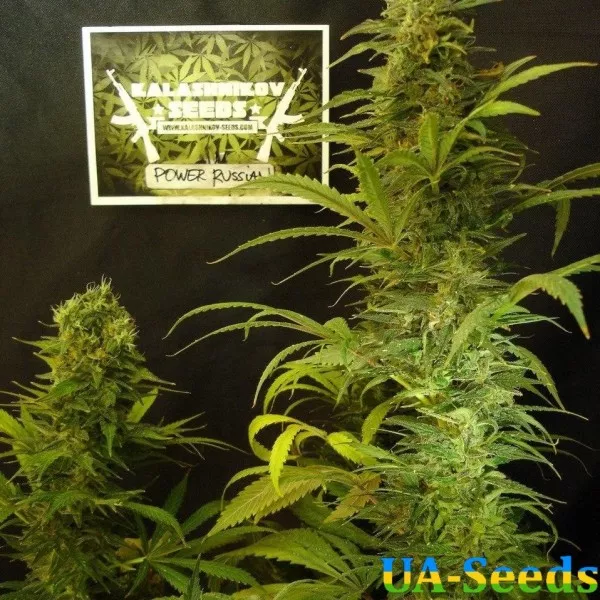 Насіння коноплі Power Russian Feminised Kalashnikov Seeds