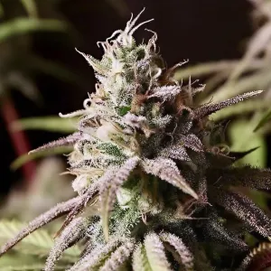 Peyote Cookies Feminised