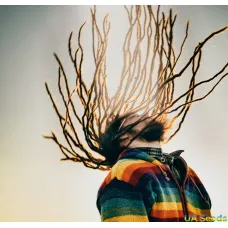 Толерантность к каннабису: что можно предпринять?