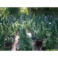 Часть 2: тайный гровинг конопли в аутдоре