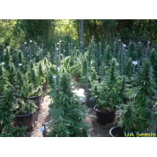 Часть 2: тайный гровинг конопли в аутдоре