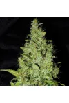 Astro AK Express Feminised by BullySeeds  