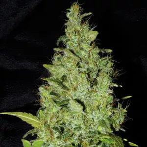 Astro AK Express Feminised by BullySeeds