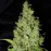 Astro AK Express Feminised by BullySeeds