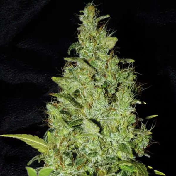 Насіння конопель Astro AK Express Feminised by BullySeeds  