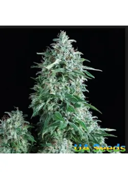 Auto AK-47