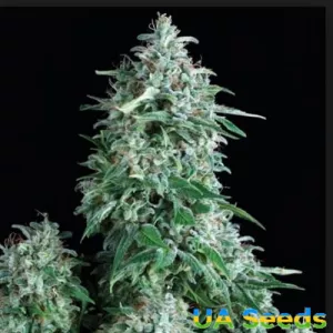 Auto AK 47