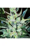 AUTO BIG TGK FEM AUTO BIG TGK FEM
