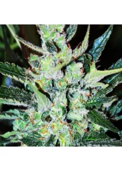 AUTO BIG TGK FEM