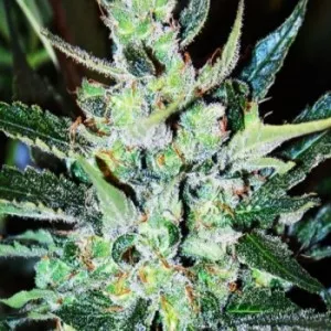 AUTO BIG TGK FEM