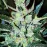 AUTO BIG TGK FEM
