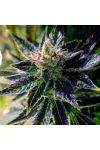 Auto Black Opium Feminised
