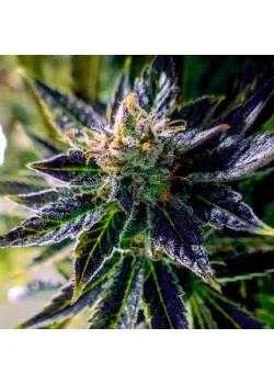 Auto Black Opium Feminised