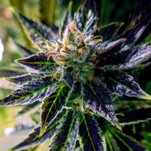 Auto Black Opium Feminised