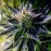 Auto Black Opium Feminised