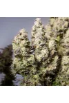 Auto Colorado Cookies Feminised