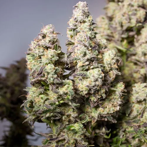 Насіння конопель Auto Colorado Cookies Feminised
