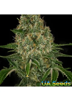 Auto Gagarin Haze Feminised 
