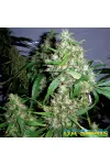 Auto Jack Herer Feminised