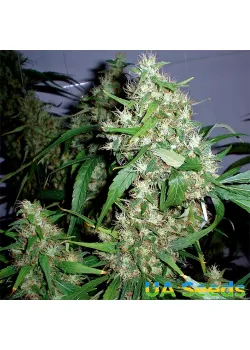 Auto Jack Herer Feminised