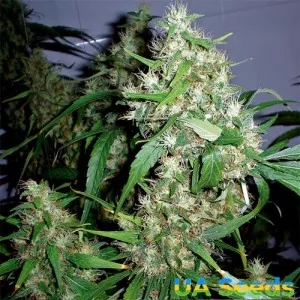 Auto Jack Herer Feminised