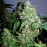 Auto Jack Herer Feminised