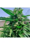 Auto Opium Exclusive Auto Opium Exclusive
