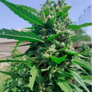 Auto Opium Exclusive