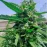Auto Opium Exclusive