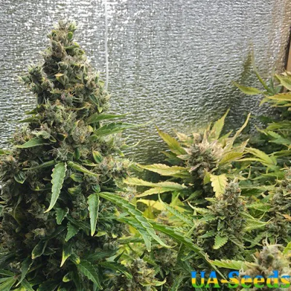 Семена конопли Auto Gagarin Feminised