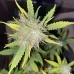 Семена конопли Auto Gagarin Feminised Семена конопли Auto Gagarin Feminised