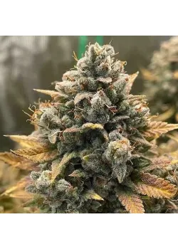 Auto Godfather OG Feminised