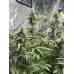 Насіння коноплі Auto Green Crack Feminised